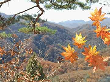 遂宁悦城最新动态概览