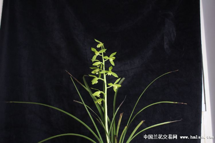 素子花殇最新作品2017,素子花殇小说推荐