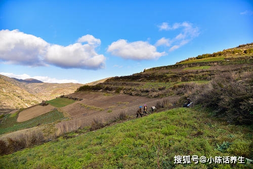 野黄芪价格动态更新及最新市场分析分析