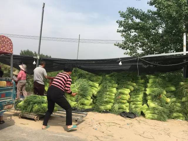 今日蒜苔价格行情及分析