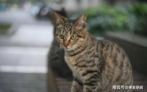 历史上的11月13日，猫咪破解版软件版本更新的深度探讨